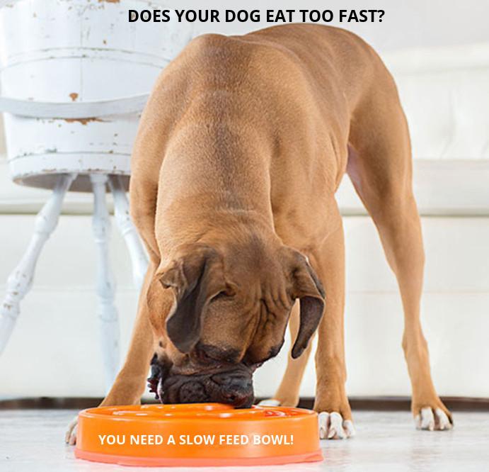 Slow Feed Bowl For Dogs slow down meal times