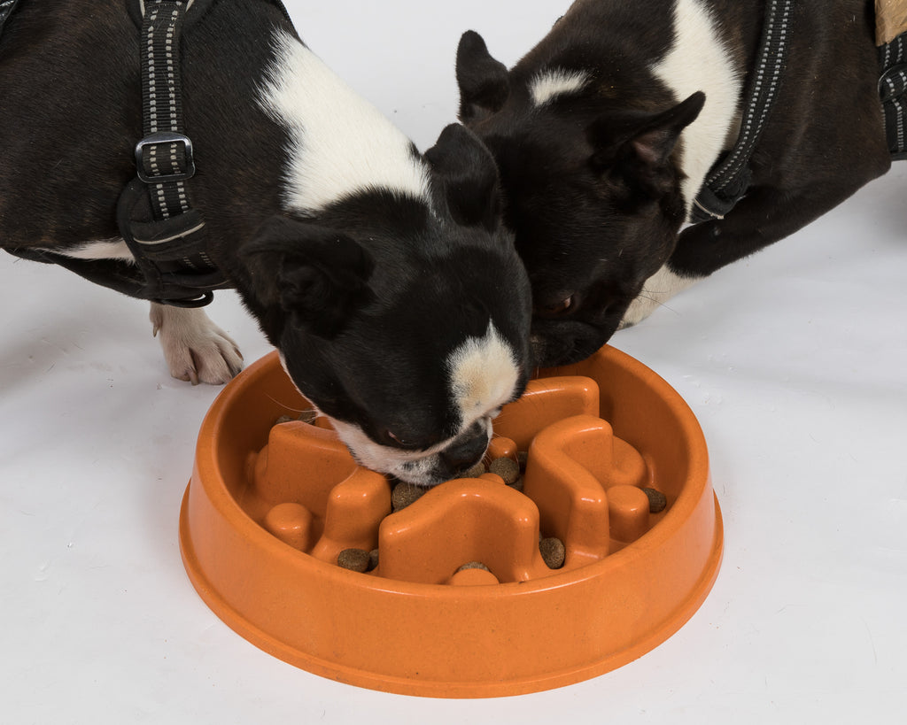 Slow Feed Dog Bowl No Plastic, Bamboo Fibre. Designed by 2 Vets