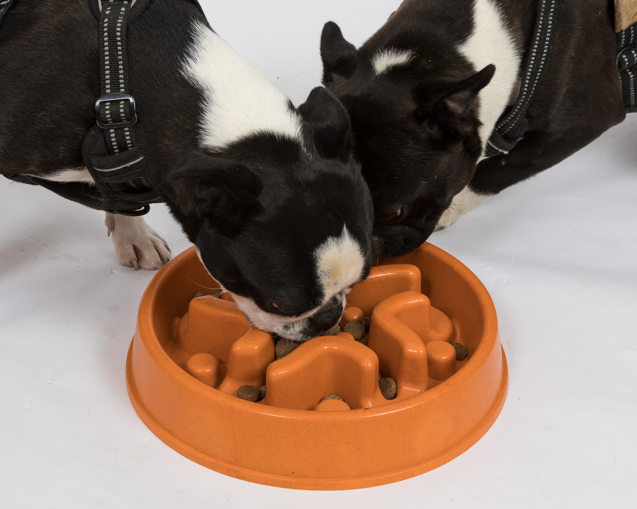 Slow Feeder Dog Bowls Slow Feeding Dog Bowl Small Medium Breed Dog