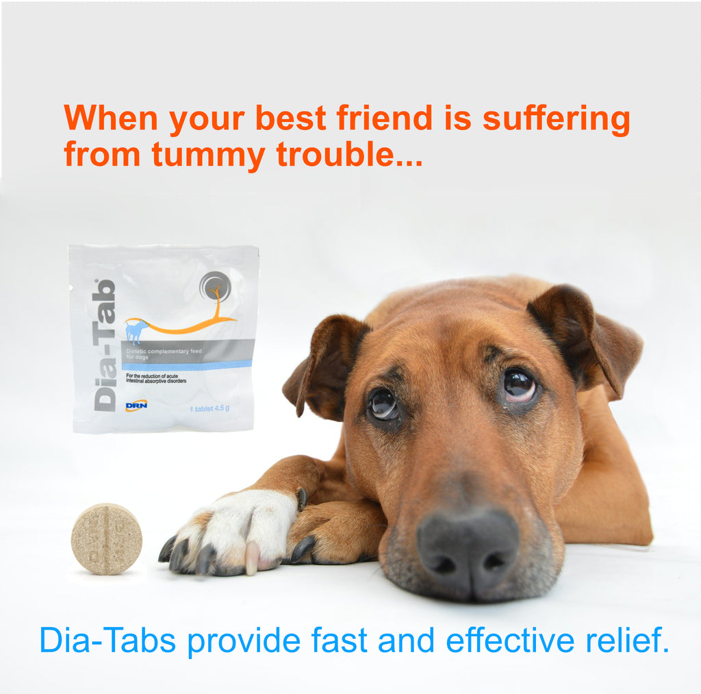 Simply Pets Online Dog Diarrhoea Tablets - Fast and Effective Cat and Dog Diarrhoea Treatment | Provides fast relief for your cat or dogs digestive upset (6 Pack Chewable Tablets)